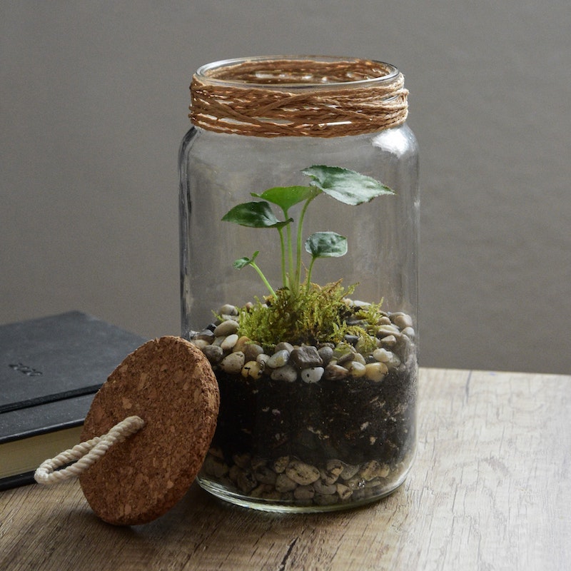 mini terrarium